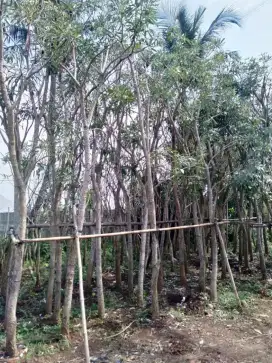 Pohon Tabebuya / sakura