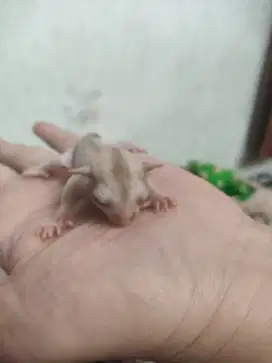 PO Sugar Glider Joey Berbagai Macam cg wf mozaik creamino & het albino