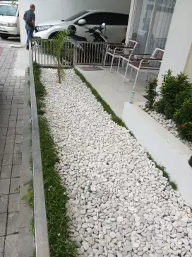 Koral Putih Kupang