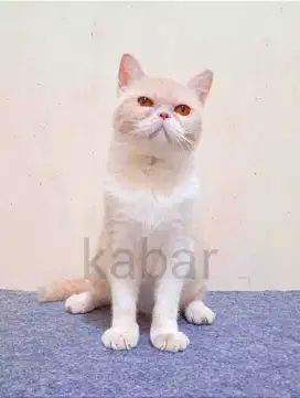 Kucing british BSH munchkin NS