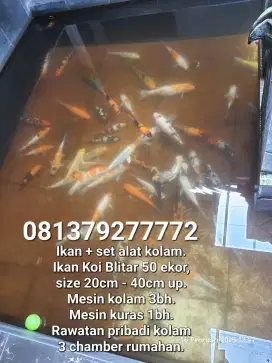 Ikan koi blitar