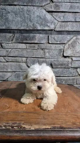 Siap Diadopsi Anak Bichon Keturunan Import lokasi Bandung