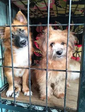 Anjing Shitzu Mix Mini Pom