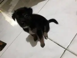 Mix Doberman, Golden Retriever