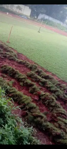 Rumput jepang taman