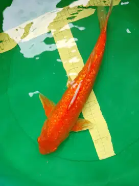 Ikan koi jenis Karashi GINRIN RED 45cm