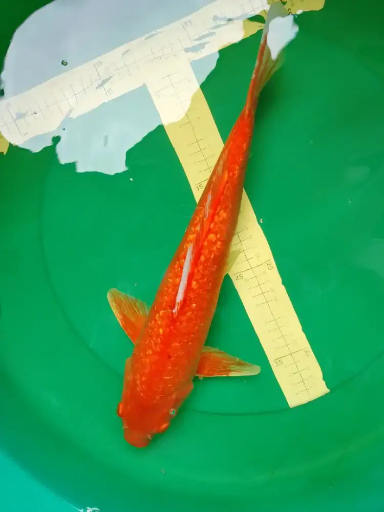 Ikan koi jenis KARASHI GINRIN red 45cm