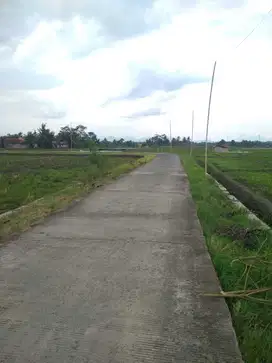 Dijual Sawah produktif di area strategis di cianjur Panen 2x setahun