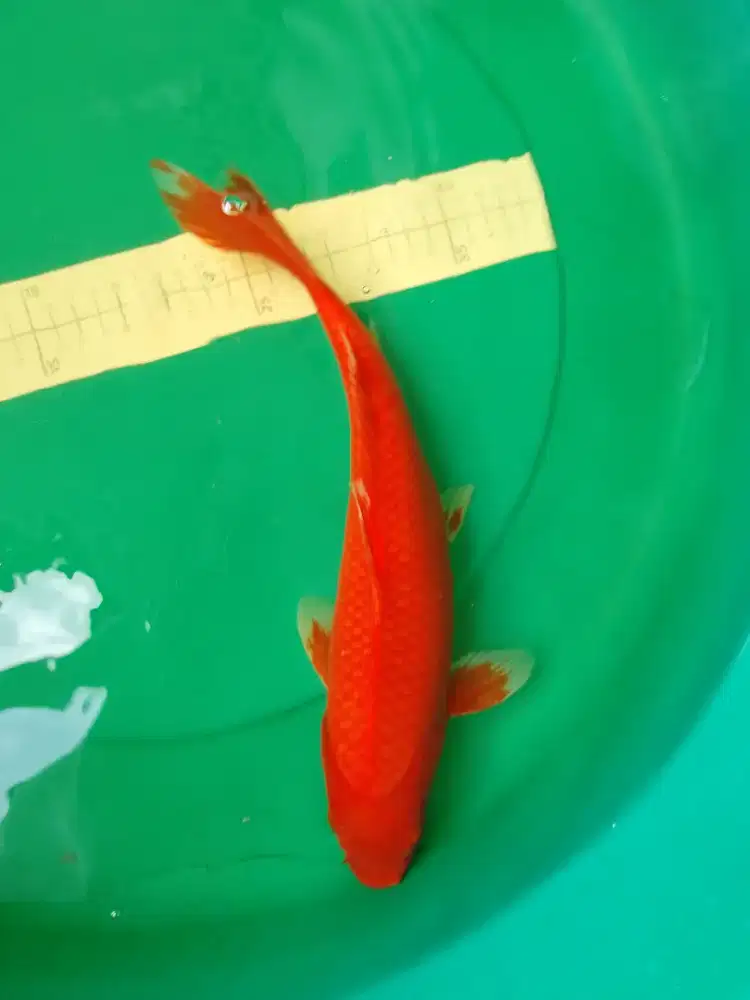 Ikan koi jenis Benigoi Hajiro 36cm