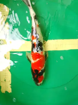 Ikan koi jenis SHOWA 42cm male hq