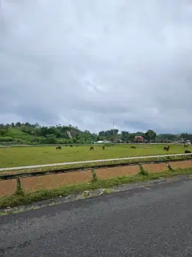 Dicari ART laki2 mengurus 5 kucing dan halaman