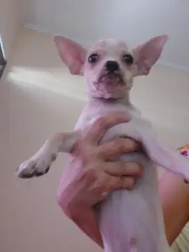 Anjing chihuahua