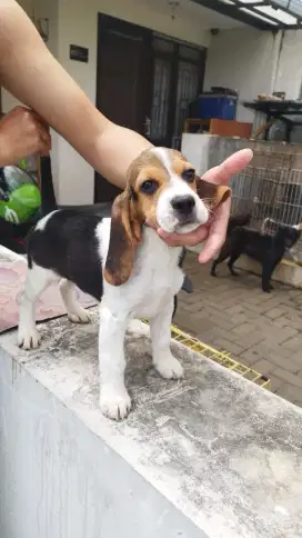 Beagle betina surat lengkap