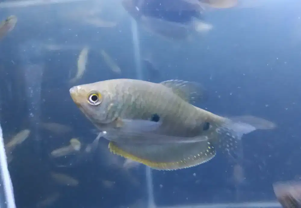 Ikan Sepat Kali