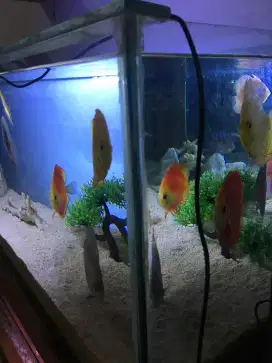 Ikan Discus 9 ekor