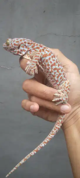 Tokek rumah jinak