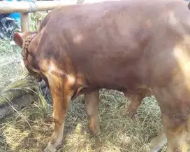 sapi qurban 500kiloan timbang real jantan 2 tahunan siap kurban 2025