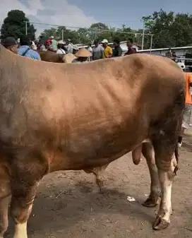 sapi jantan 500kiloan timbang hidup2 real siap kurban 2025 jamin puas