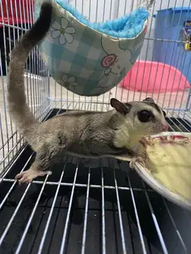 Sugar glider White Face Bonus