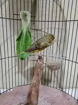 Burung kenari AF gacor jantan muda pakai ring