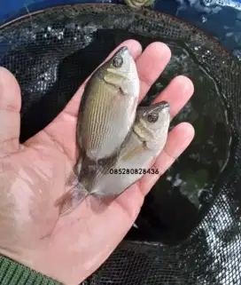 Ikan tamak tamakang
