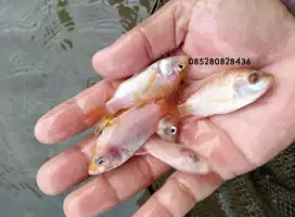Ikan nila merah bangkok