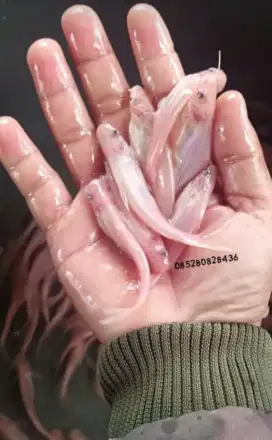 Ikan patin albino