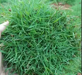 Rumput jepang atau rumput peking