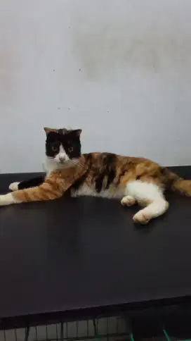 Scottish Fold Calico proven lepas cepet