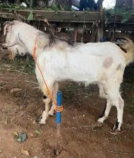kambing jantan 50 kiloan siap kurban 2025 timbang real hidup2 rawatan