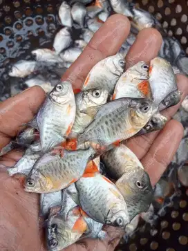 JUAL BIBIT IKAN BAWAL KUALITAS UNGGUL