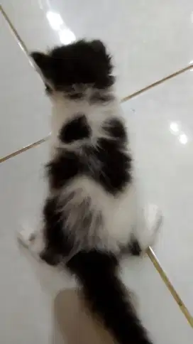 Kucing Persia Flatnose Betina