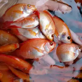 JUAL BIBIT IKAN NILA MERAH KUALITAS UNGGUL