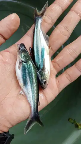 JUAL BIBIT IKAN PATIN KUALITAS UNGGUL
