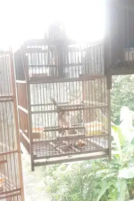 Burung Tilang Gacor