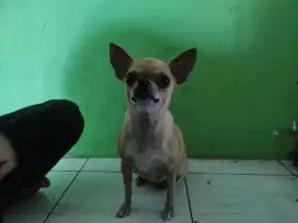 Chihuahua Sepasang