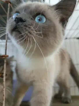 Baeter dengan kandang (BSH Himalaya & Bicolor Jantan)