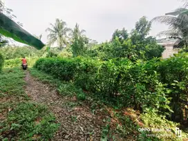 Tanah kebun Kelengkeng, Apokat nuansa pedesaan Kutawis Purbalingga