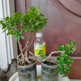 2 Pohon Bonsai  Sakumik & Hokianti