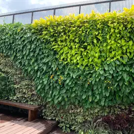 Taman Vertical Garden - Tukang Taman