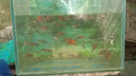 ikan hias platy 70.ekor ternak