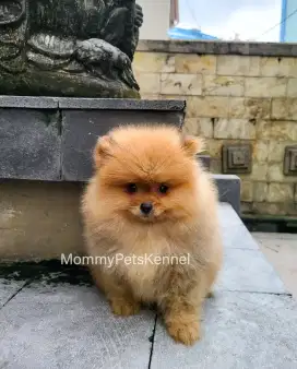 Anjing superminiPom pomeranian