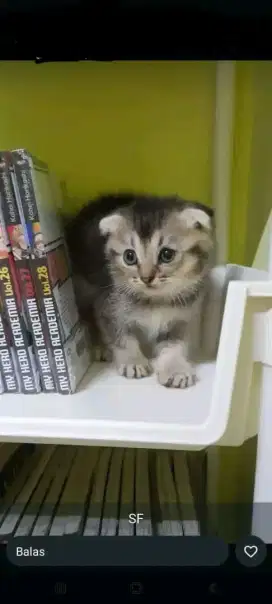 Scottish fold golden black