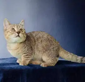 BSH Munchkin golden tabby