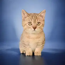 BSH Munchkin golden tabby