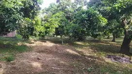 Dijual Tanah Kebun Mangga di Pasuruan, Jawa Timur