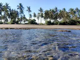 Beach front land di Perancak 30 menit ke pantai Medewi Bali