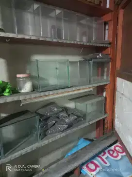 soliter ikan cupang