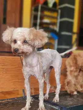 Tiny poodle betina cantik