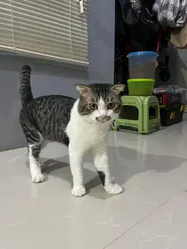 Kucing Scottish Fold